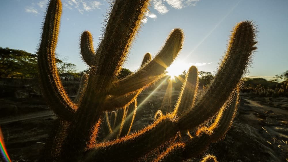 Cactos da Caatinga iluminados pelo sol em Irecê, Bahia